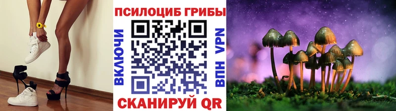 Купить где  Куса  Псилоцибиновые грибы Cubensis 